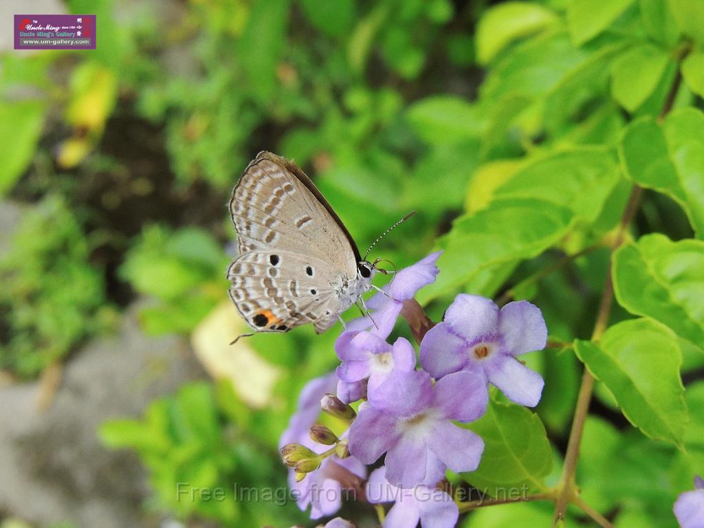 20130912bintan island-2_DSCN7053.JPG